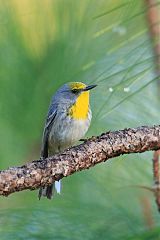 Olive-capped Warbler